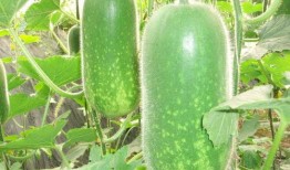 yyds免费吃瓜,畅享夏日清凉盛宴