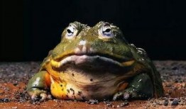 网红蛙吃瓜视频,揭秘娱乐圈幕后真相