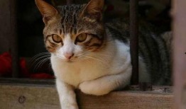 开心养猫场爆料视频下载