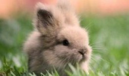 娱乐吃瓜兔子,揭秘娱乐圈那些不为人知的幕后故事