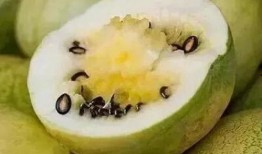 免费请人吃籽瓜是真的吗,揭秘免费请人吃籽瓜的真实性