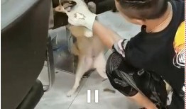 狗狗在广州最新爆料,揭秘城市生活点滴