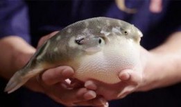 电影河豚在线观看,一场生死边缘的美食冒险