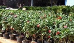 今日头条花卉爆料,花卉界的最新潮流与趋势