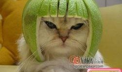 柚子猫小僵尸爆料视频在线播放,揭秘神秘事件背后的真相