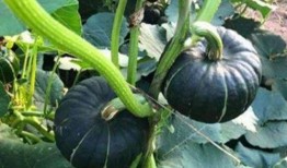 网红小希吃瓜,网红小希带你吃遍娱乐圈大瓜