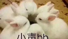 娱乐吃瓜兔子,揭秘娱乐圈那些不为人知的幕后故事