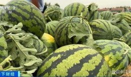 廊坊吃瓜视频最全免费观看,免费观看，一网打尽热门瞬间