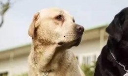 狗狗在广州最新爆料,揭秘城市生活点滴